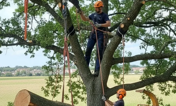 Abattage & Démontage